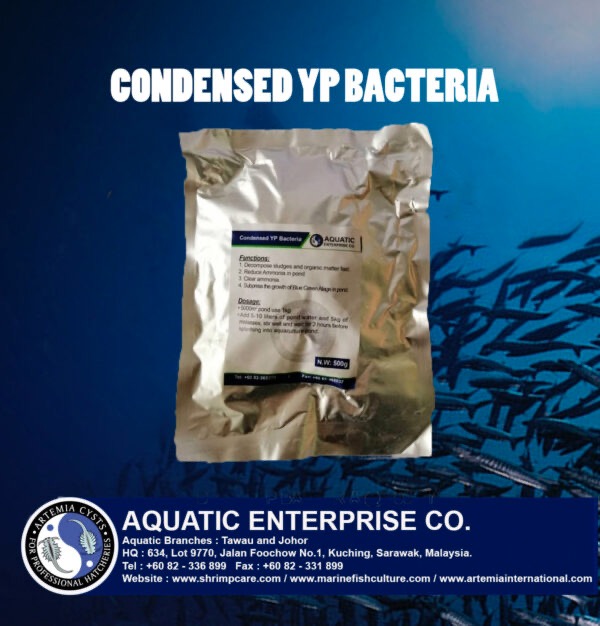 CONDENSE YP BACTERIAL