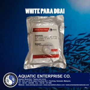 White Para Dbai