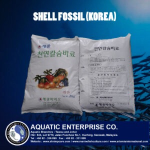 SHELL FOSSIL